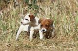 JACK RUSSEL 029